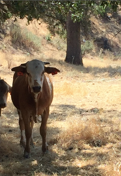 Tejon Ranch #2